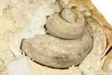 Ordovician Marine Fossil Association - Wisconsin #248561-1